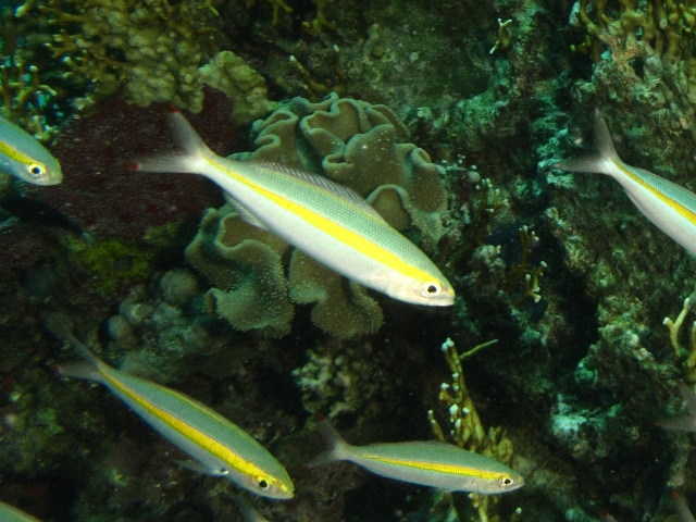 Pterocaesio chrysozona